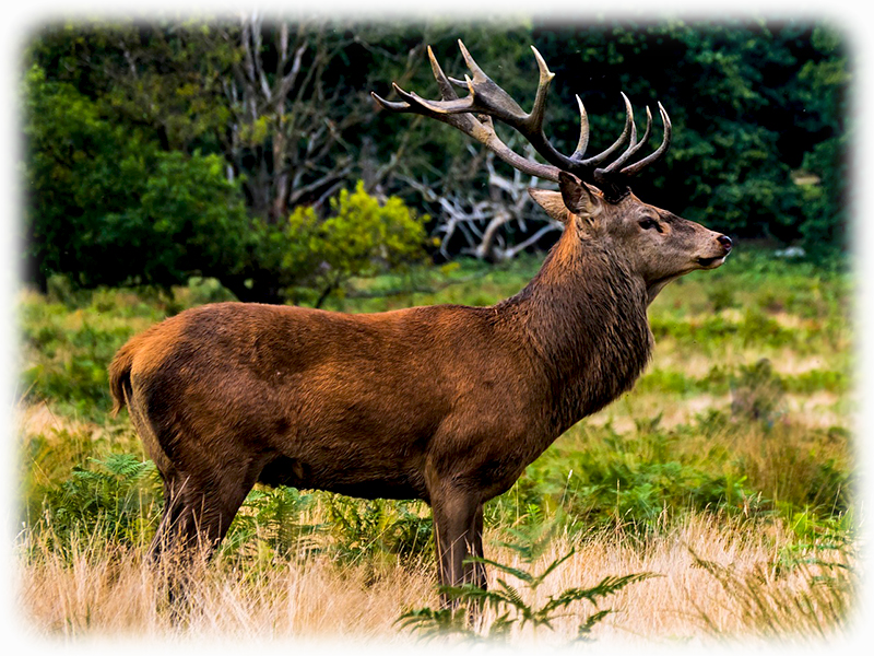 Krafttier Hirsch Konig Des Waldes