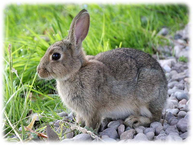 Krafttier Kaninchen