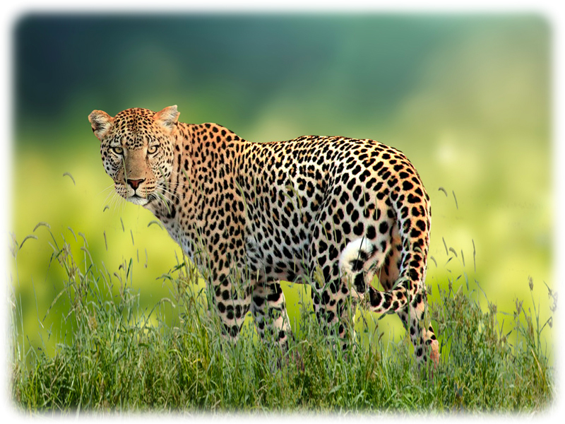 Krafttier Leopard