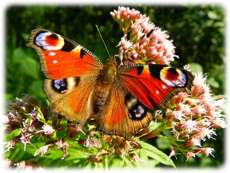 Krafttier Schmetterling