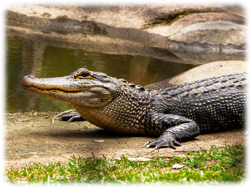 Krafttier Krokodil
