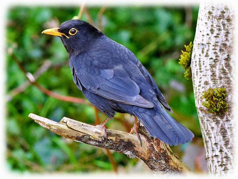 Amsel