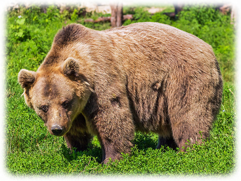Bär