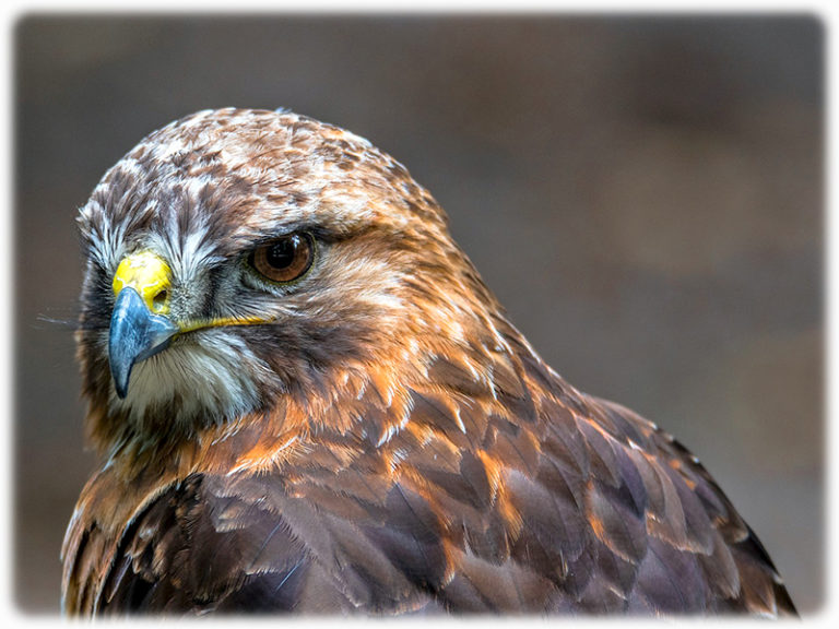 Bussard