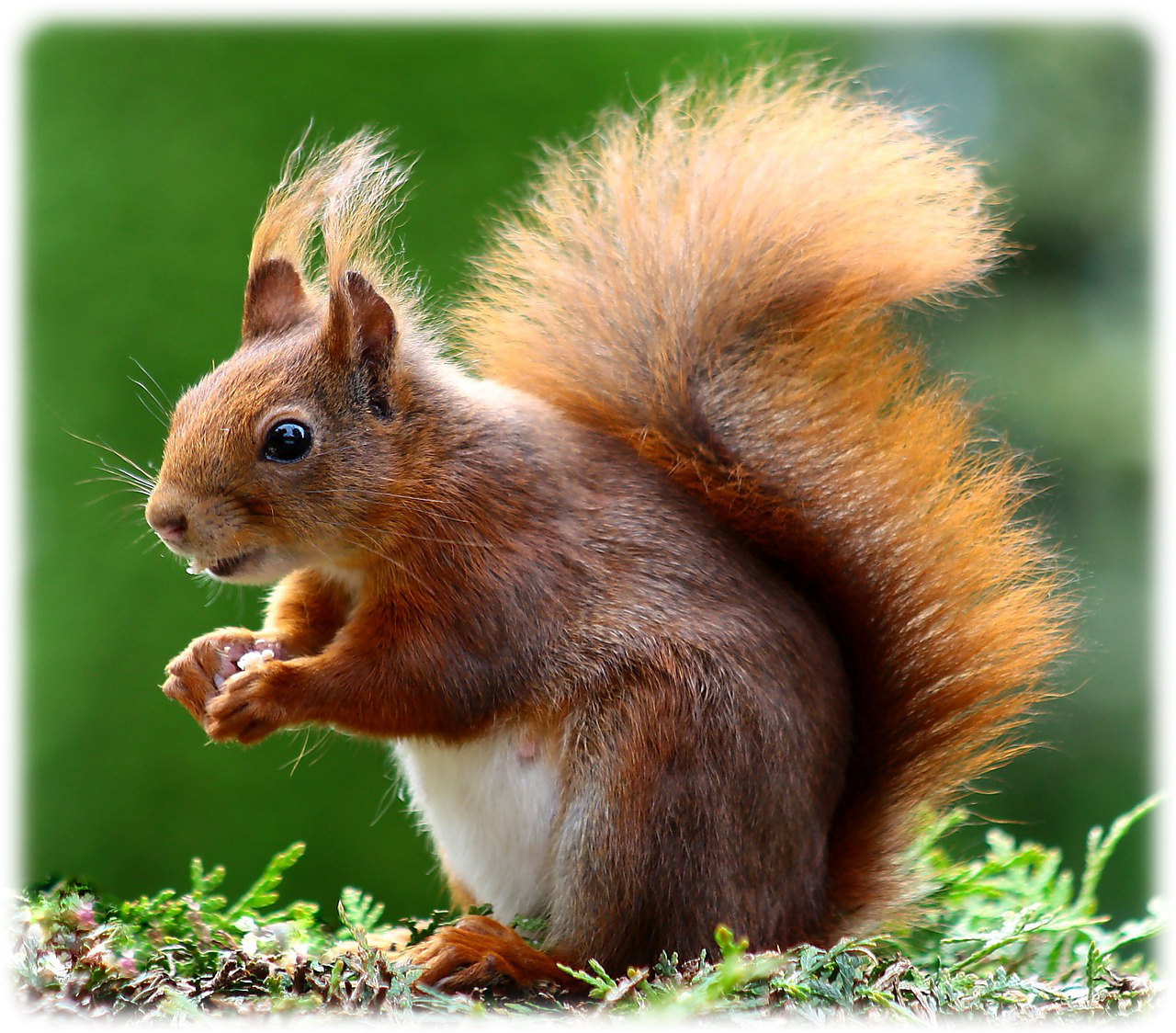 Krafttier Eichhornchen Wanderer Zwischen Den Welten