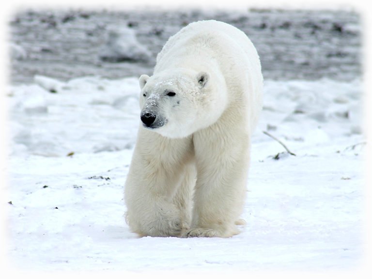 Eisbär