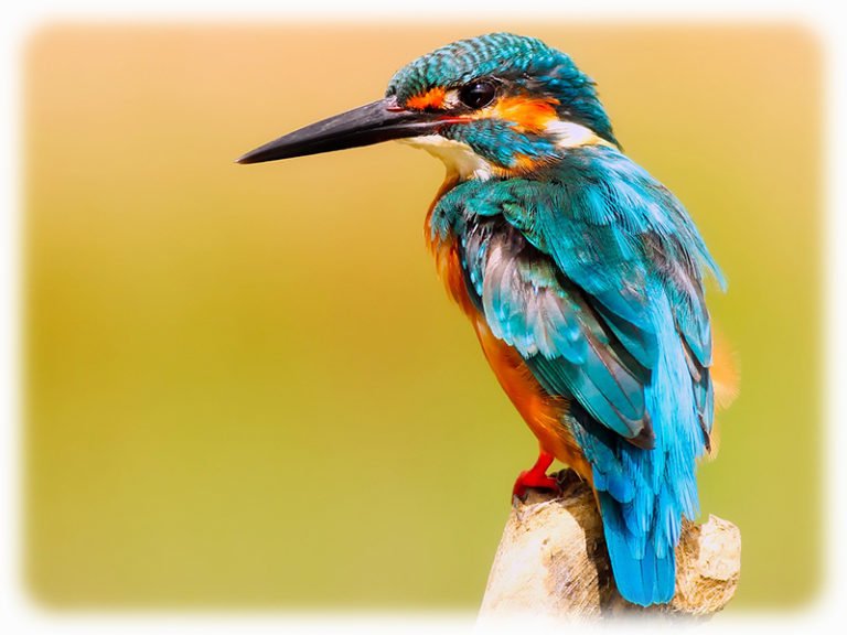 Eisvogel