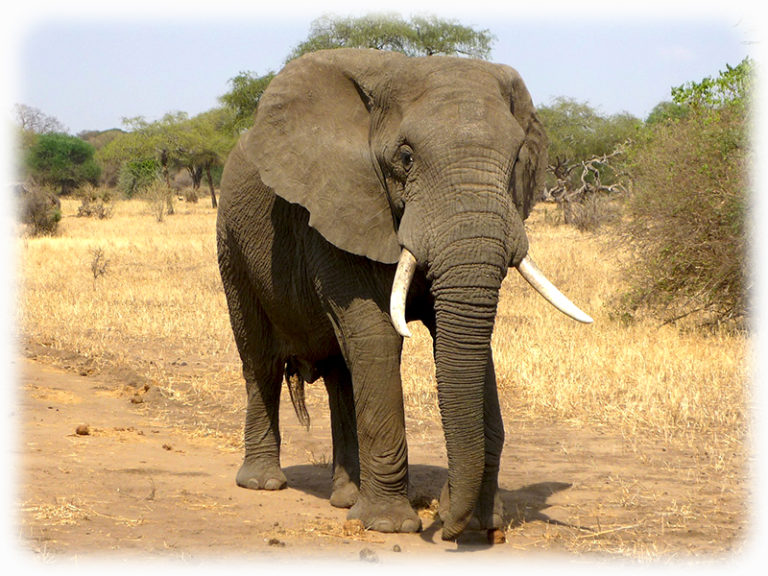 Elefant