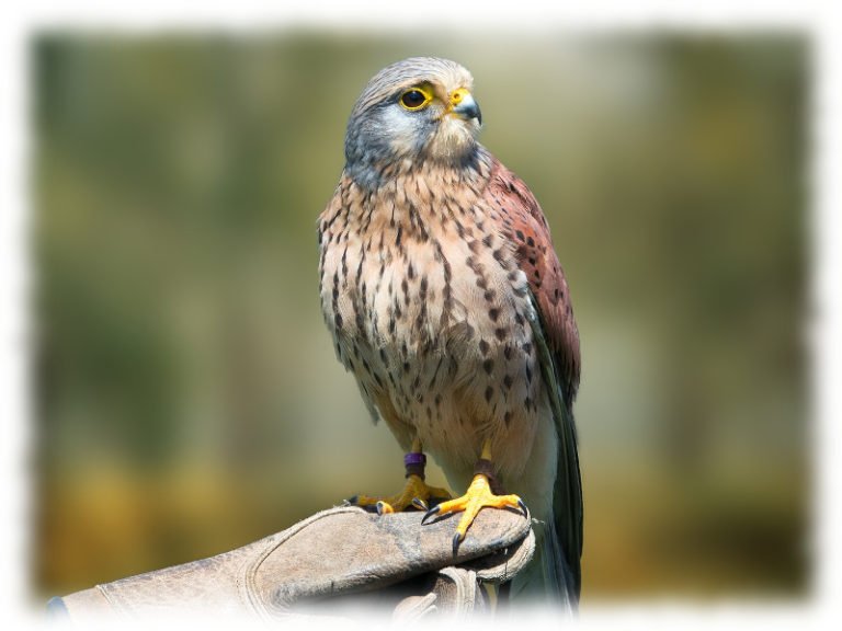 Falke