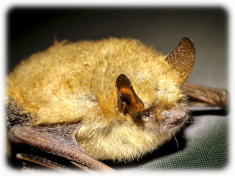 Fledermaus