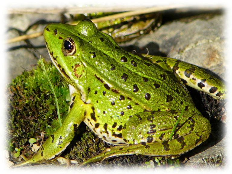 Frosch