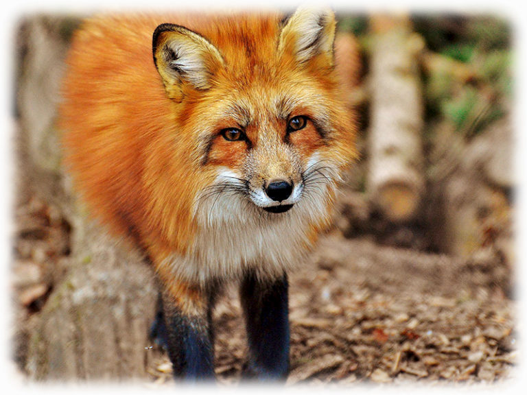 Fuchs