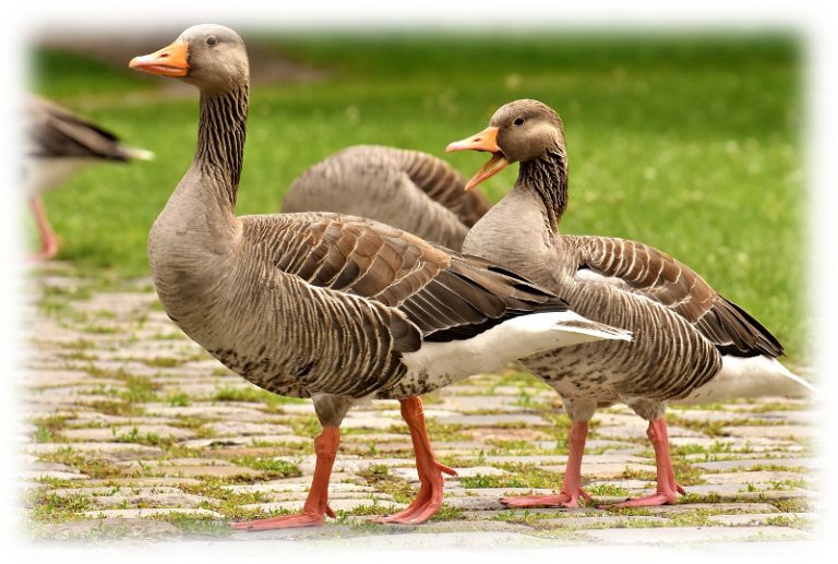 Gans