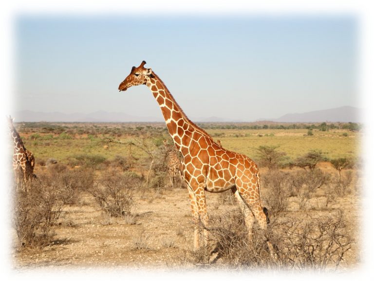 Giraffe