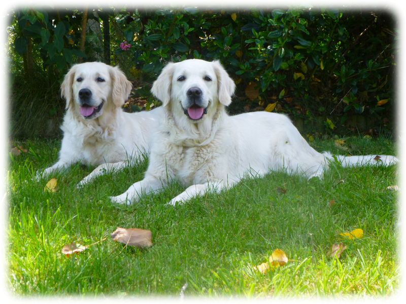 Krafttier Hund