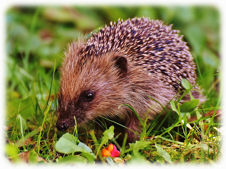Igel