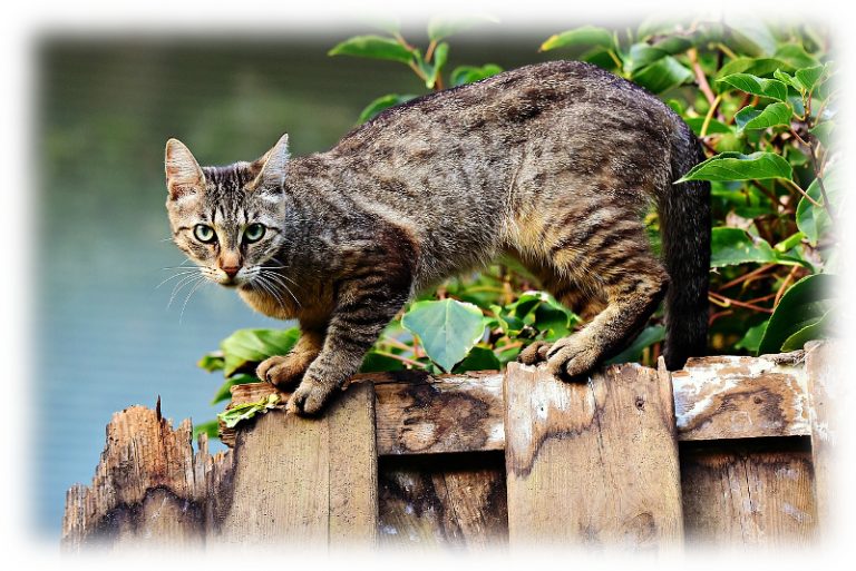 Katze