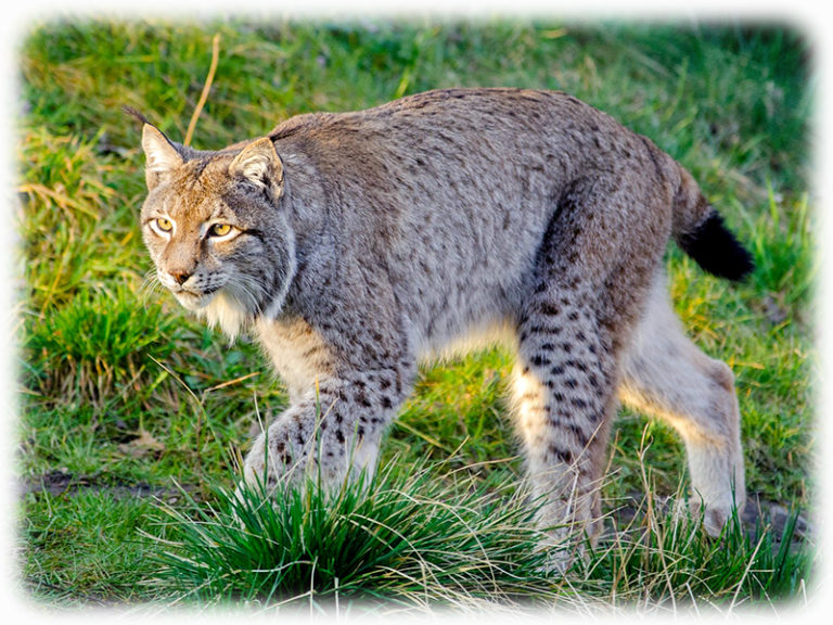 Luchs