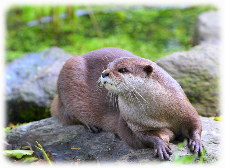 Otter