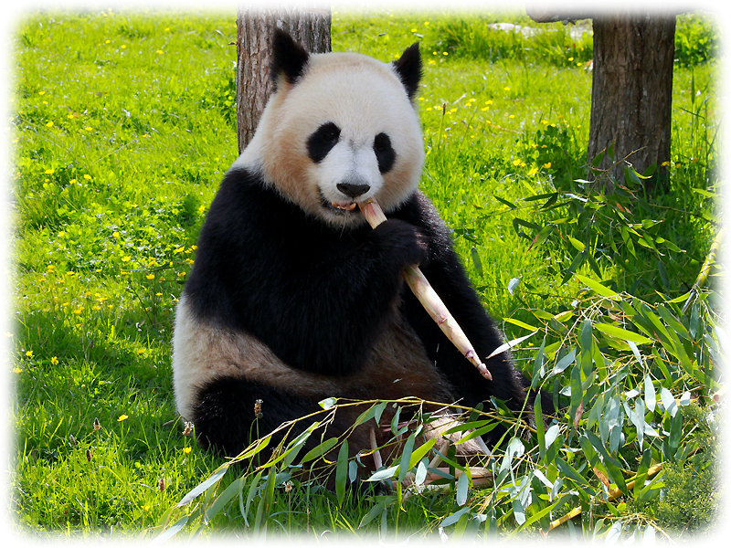Krafttier Panda