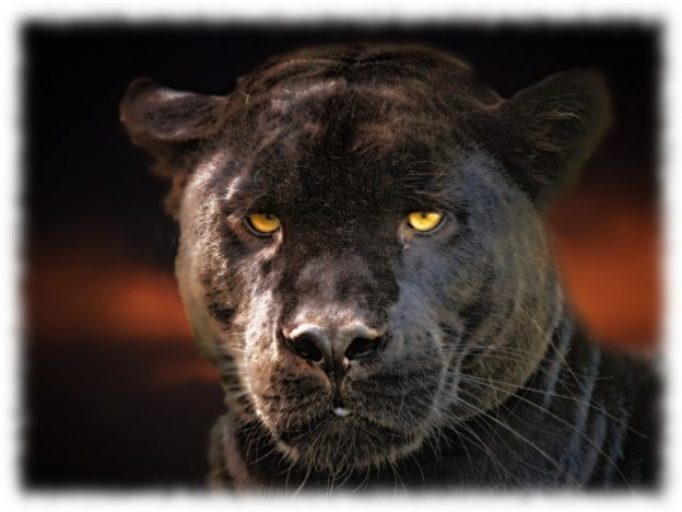 Krafttier Panther - Jenseitsbote & Schattenwesen