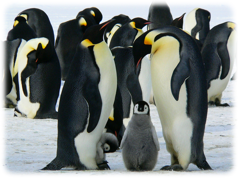 Krafttier Pinguin