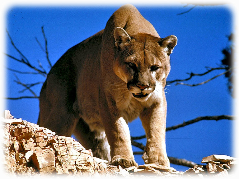 Puma