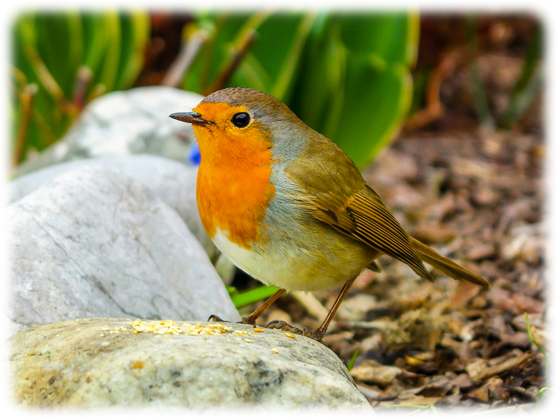 Krafttier Rotkehlchen