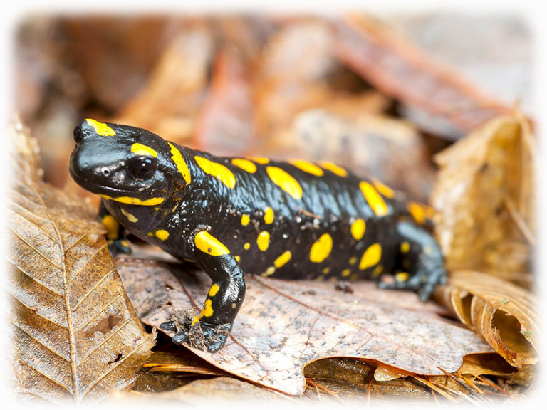 Salamander