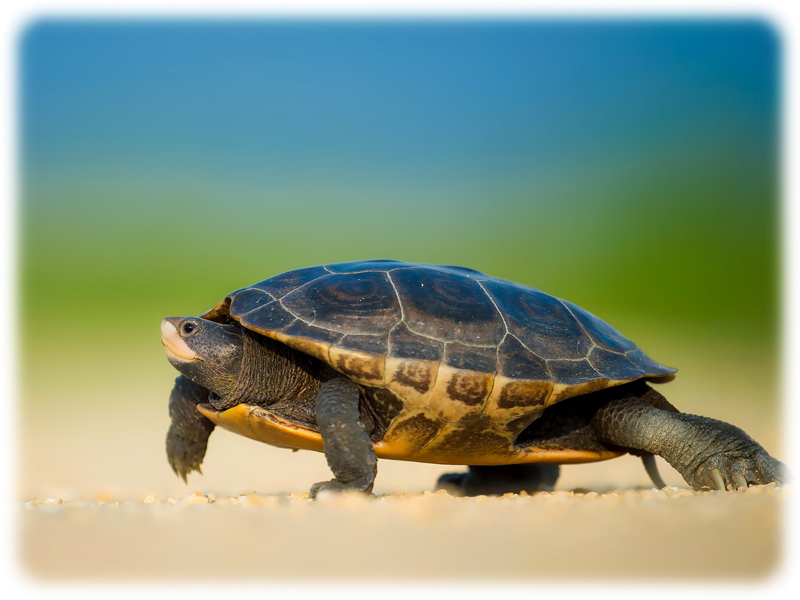 Krafttier Schildkröte