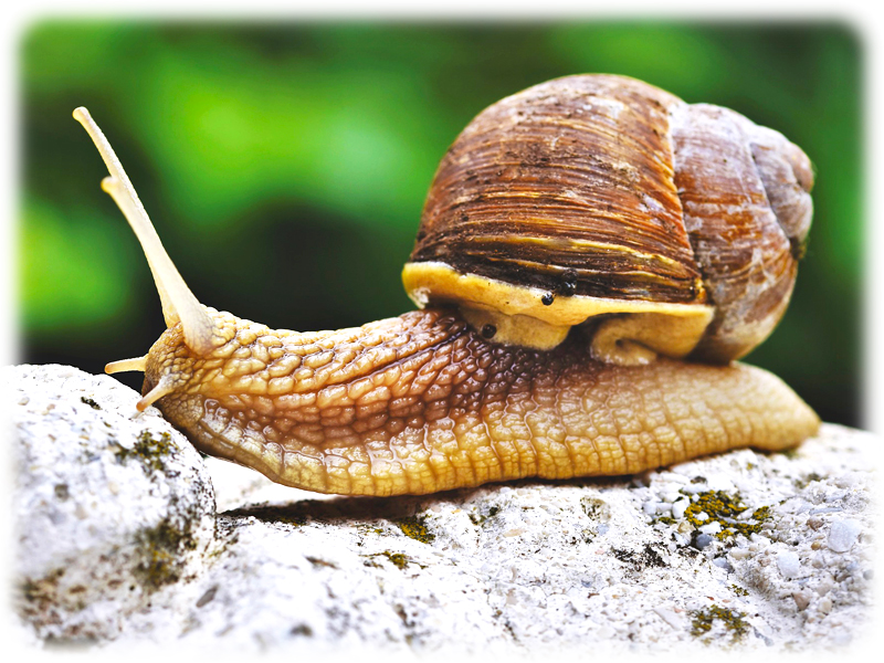 Krafttier Schnecke