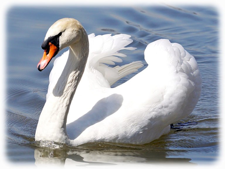 Schwan
