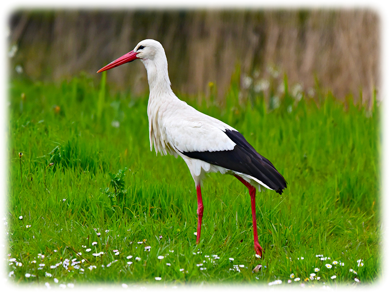 Krafttier Storch