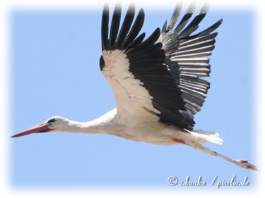 Storch