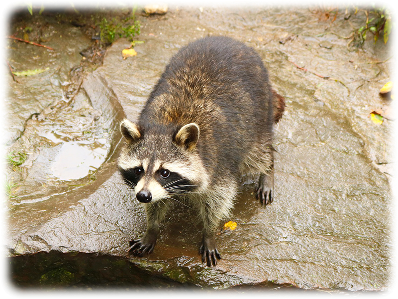 Krafttier Waschbär Krafttier Waschbär