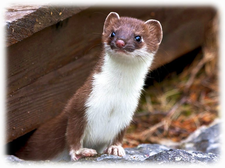 Wiesel