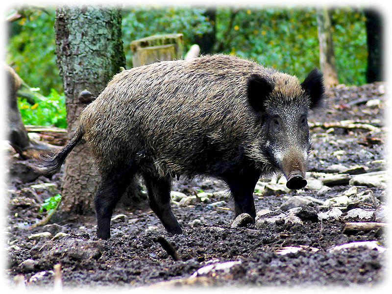 Krafttier Wildschwein