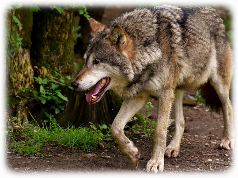 Wolf