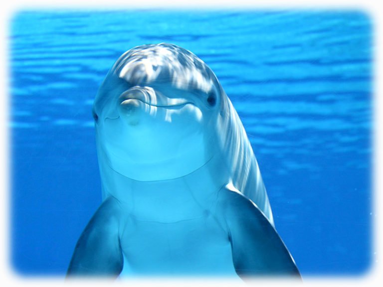 Delfin