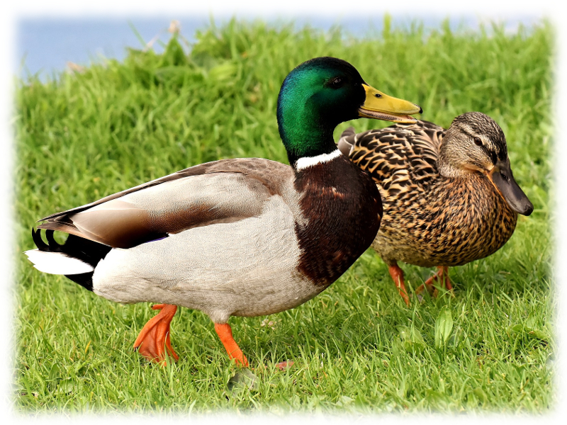 Krafttier Ente und Zuneigung