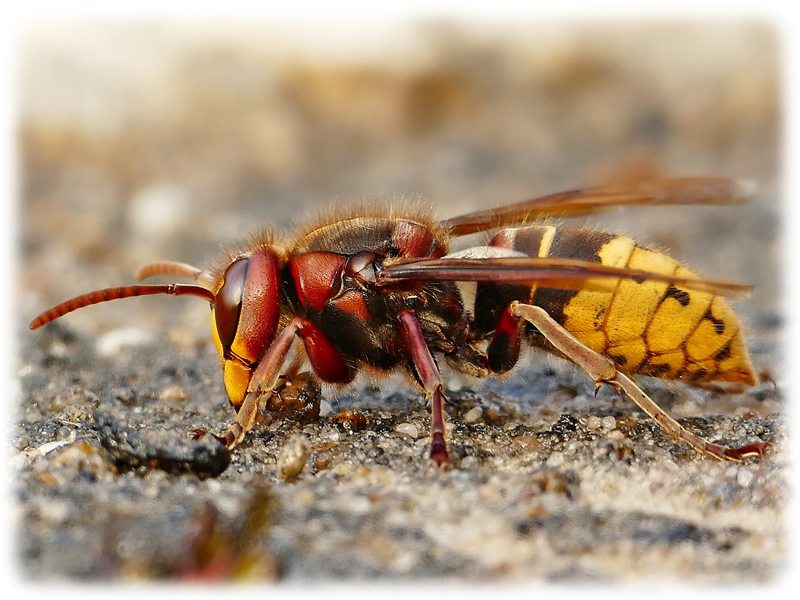 Krafttier Hornisse Krafttier Hornisse