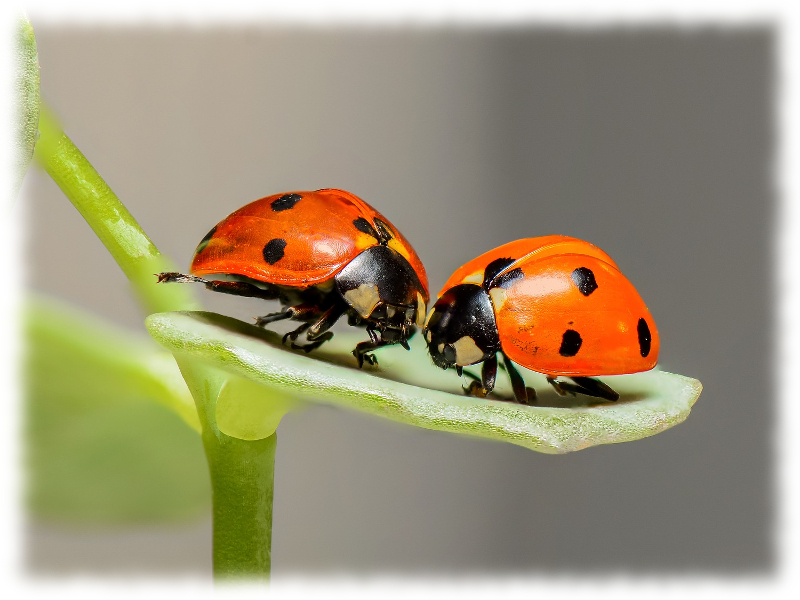 Krafttier Marienkäfer