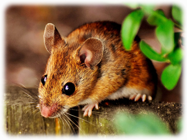 Maus