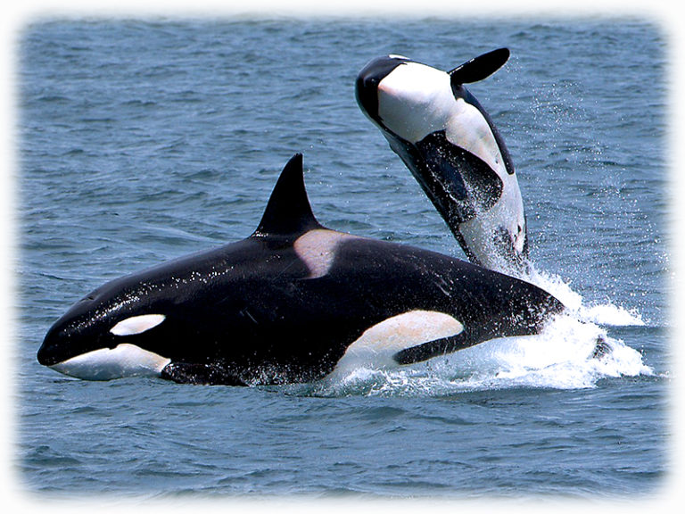 Orca