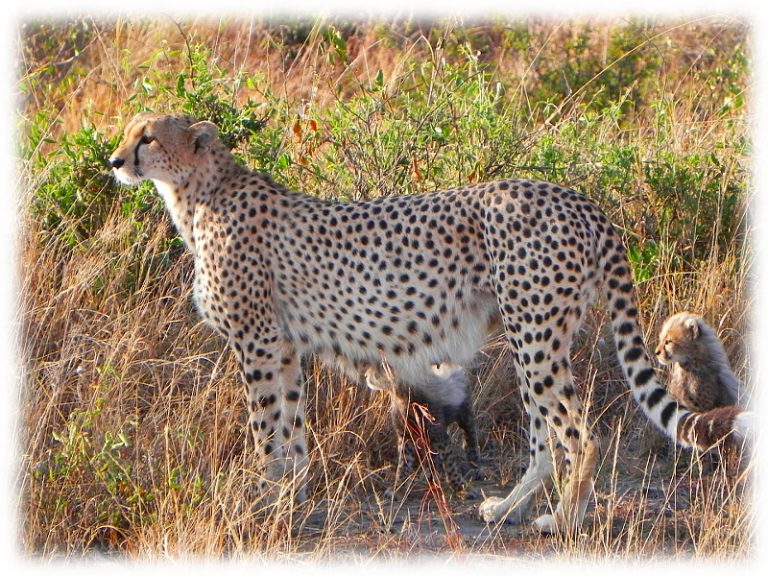 Gepard