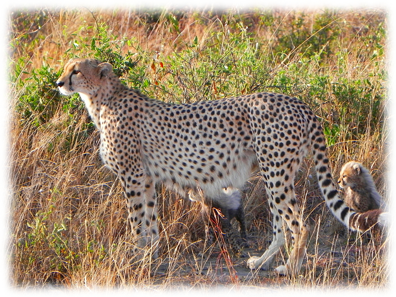 Krafttier Gepard