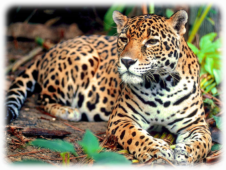 Jaguar