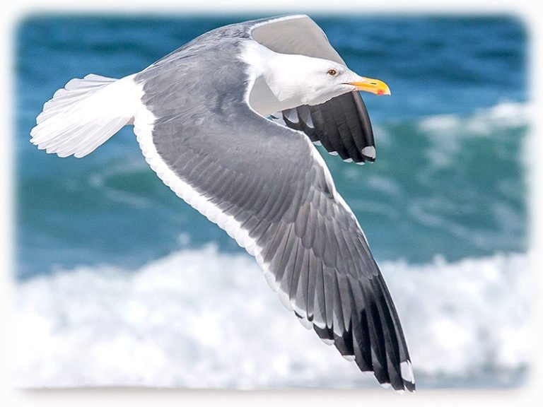 Möwe