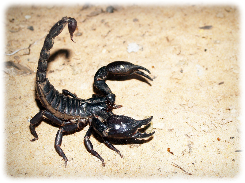 Krafttier Skorpion Krafttier Skorpion