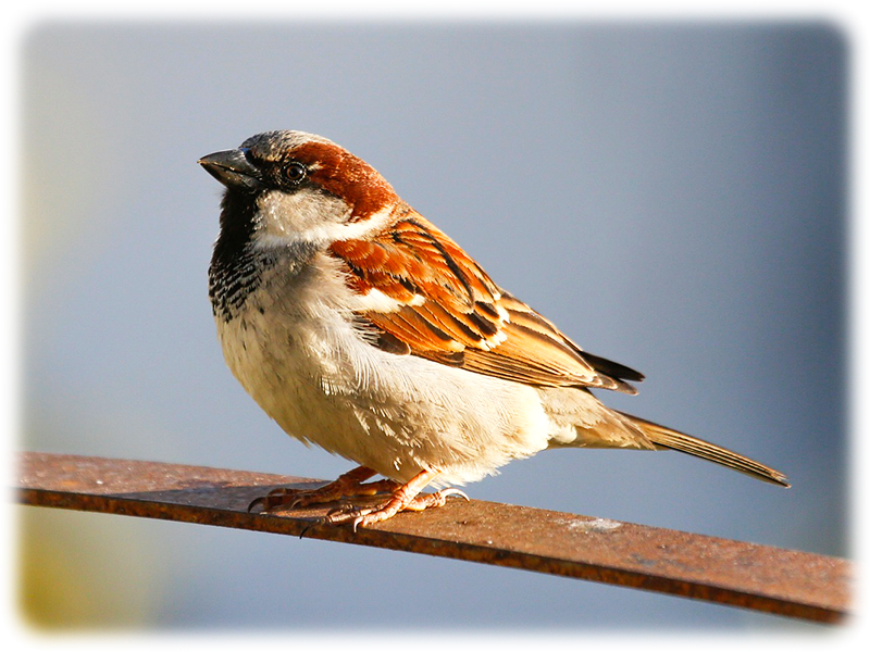 Krafttier Spatz
